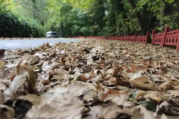 Basdegirmen Alabalık Tesisleri'nin yemek ve ambiyans fotoğrafları 1