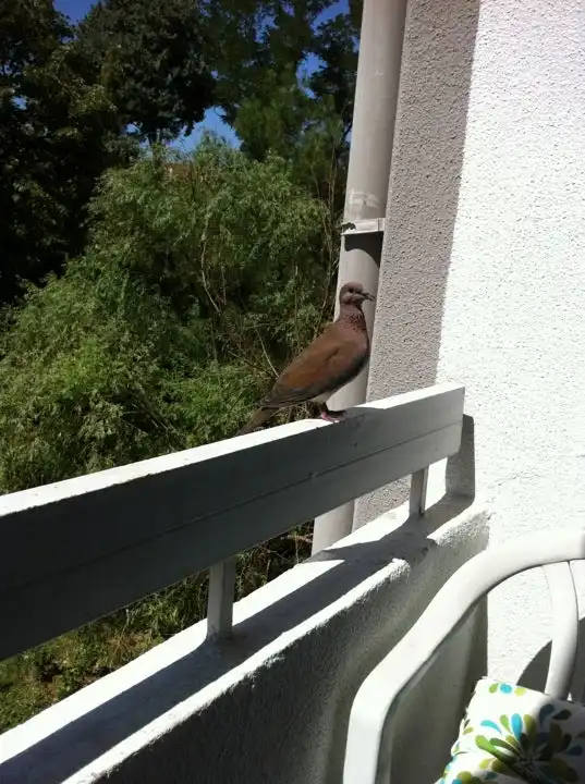 The Balcon