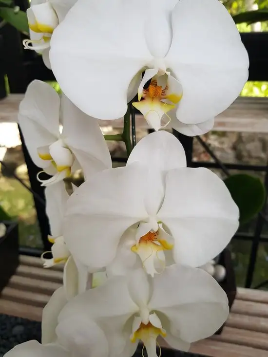 Gambar Makanan Orchid 6