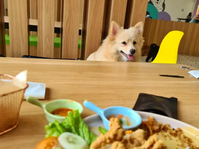 Gambar Makanan Social Dog 1