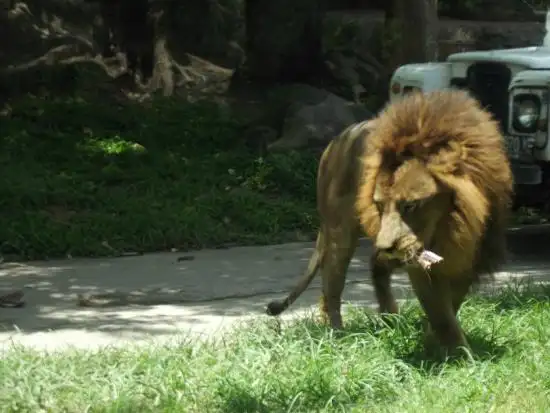 Gambar Makanan Tsavo Lion Restaurant 11