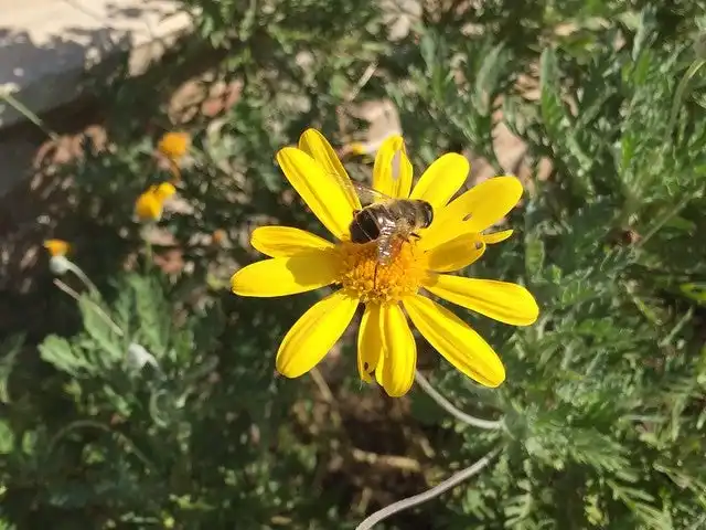 Ağva Mercan Cafe'nin yemek ve ambiyans fotoğrafları 5