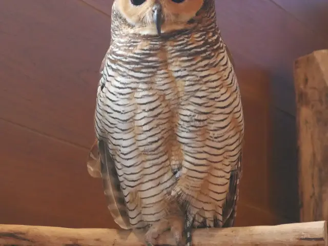 Gambar Makanan Barn Owl Cafe 17