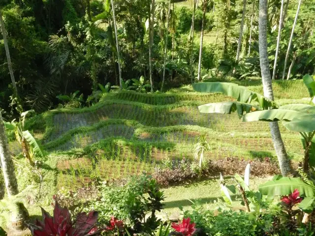 Gambar Makanan Boni Bali Restaurant 9