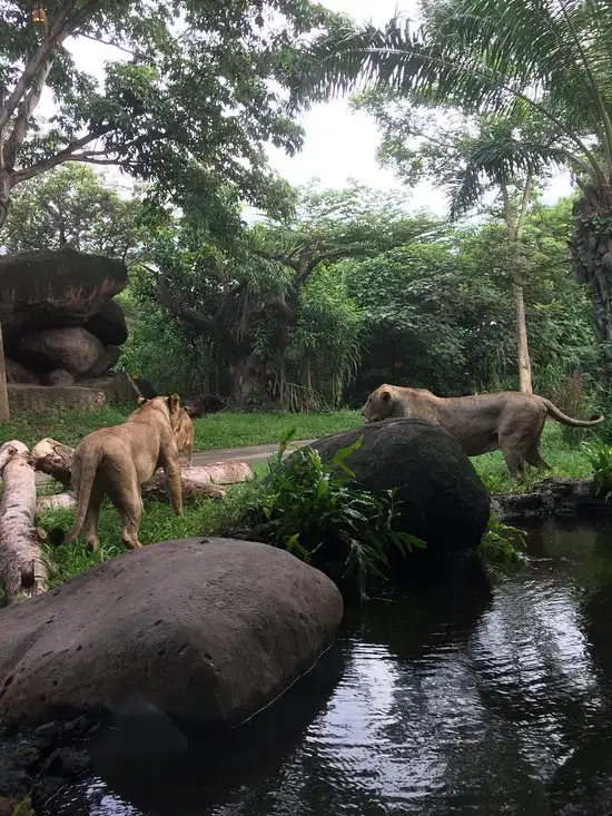 Gambar Makanan Tsavo Lion Restaurant 16