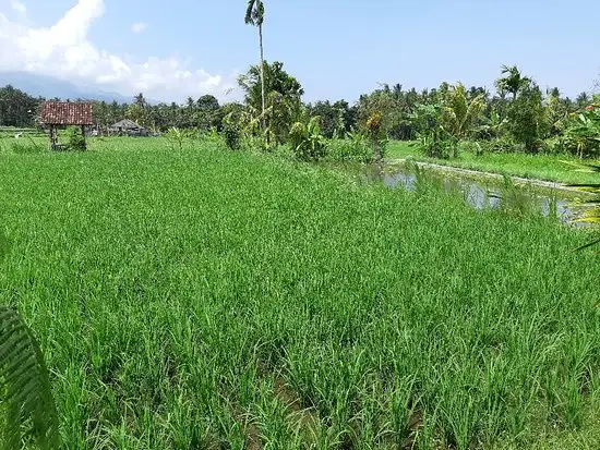 Gambar Makanan Warung Lesehan Mina Carik 13