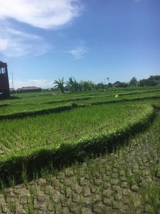 Gambar Makanan Warung Dukuh 16