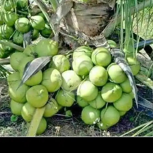 Gambar Makanan Warung Nuryadi Kelapa Ijo Bakar Obat 8