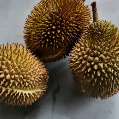 Durian Gemuk Mantin