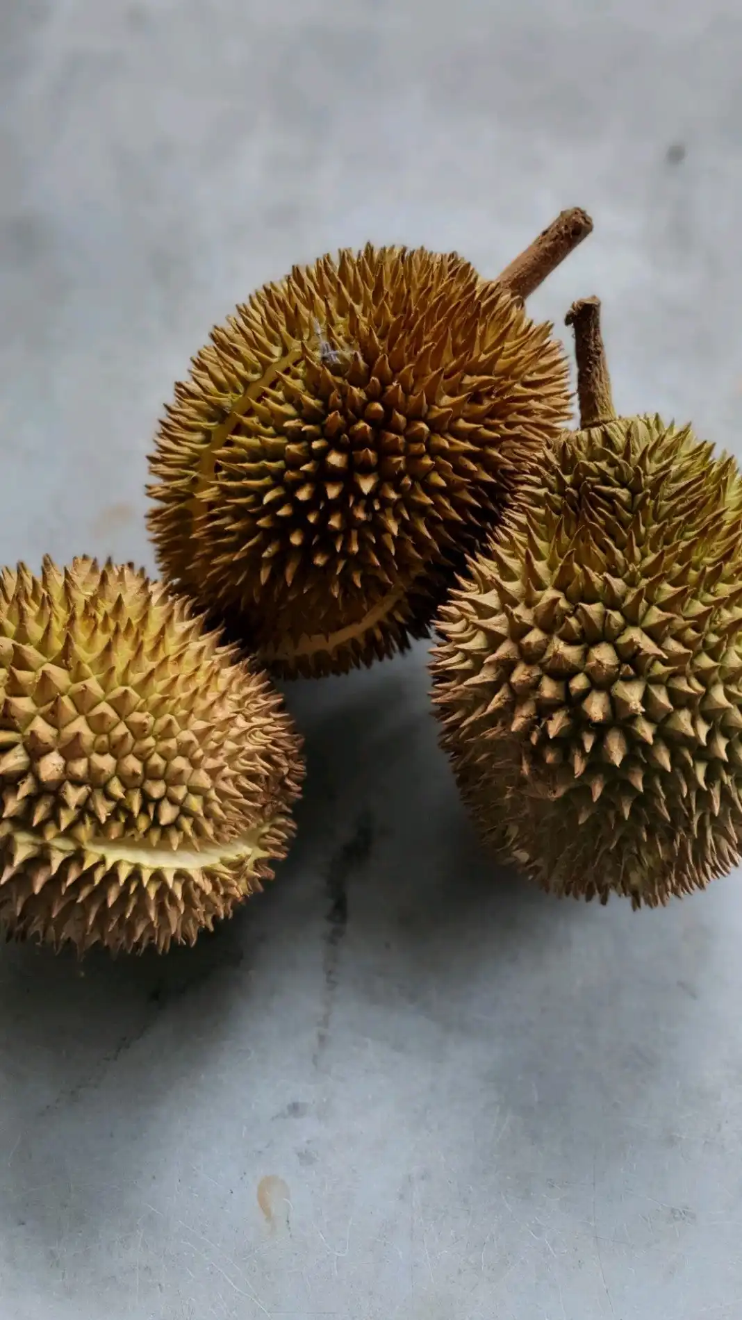 Durian Gemuk Mantin