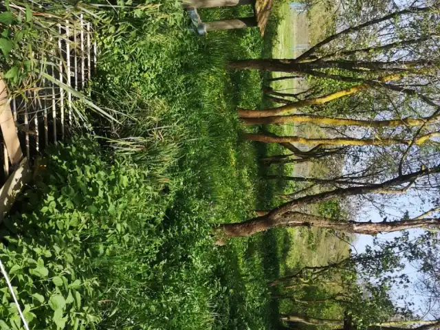 Kurtdoğmuş Köy Kahvesi'nin yemek ve ambiyans fotoğrafları 4