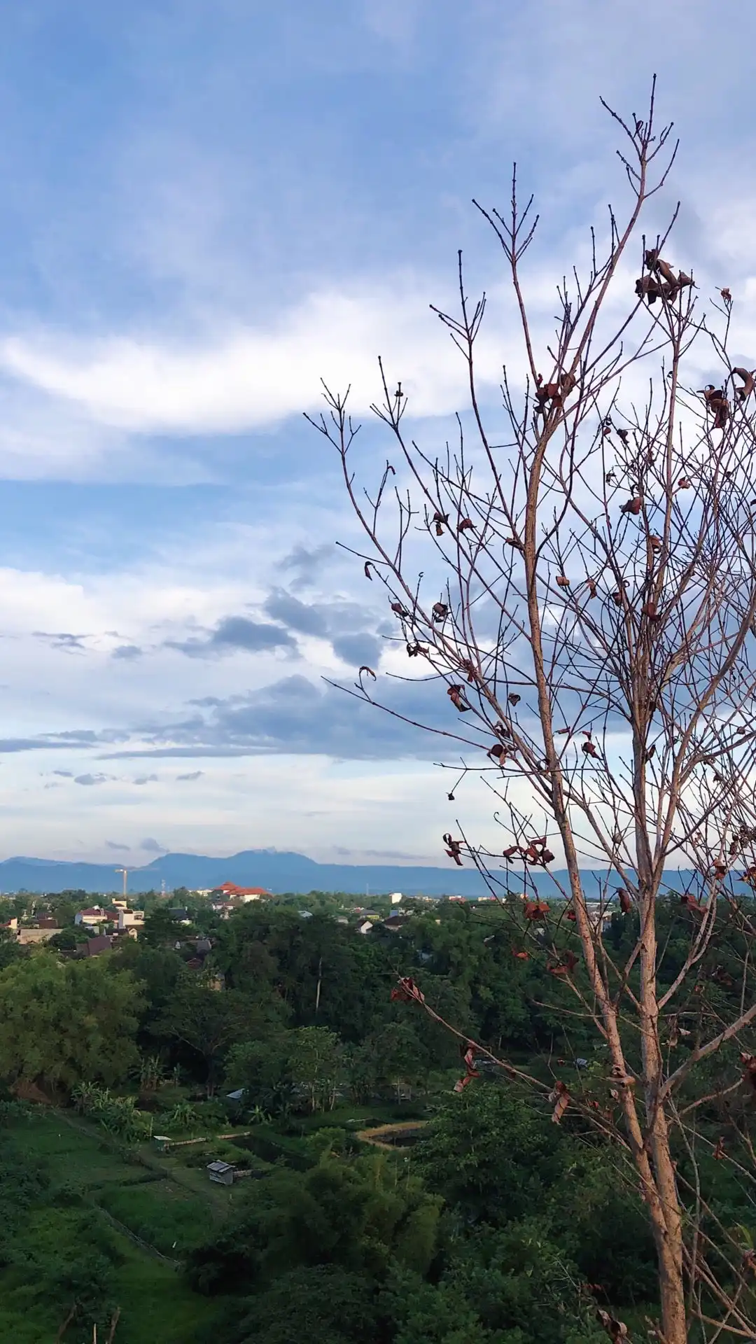 Tealogi Sky View