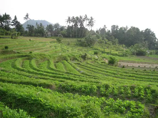 Gambar Makanan Warung Telaga Sidemen 12