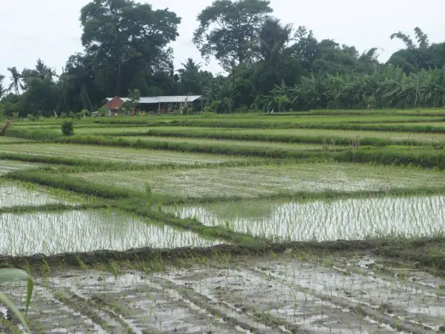 Gambar Makanan Warung Uma Abian 11