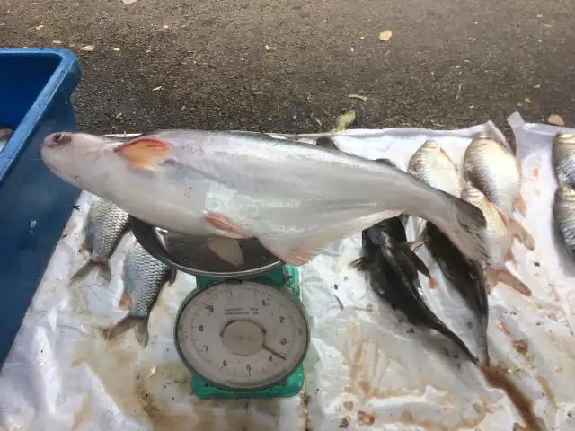 Gerai Kak Mek/Afidah (Singgah Sokmo) Ikan Patin Temerloh Food Photo 8