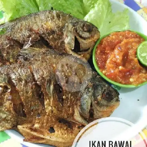 Gambar Makanan Pecel Lele Podo Rupo Bedo Roso(Jln Buluh) 9