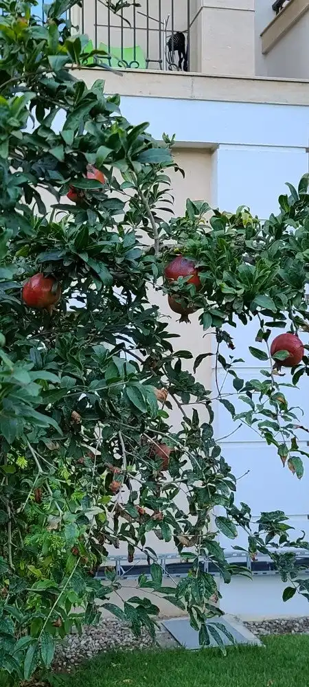 alva donna panoroma restoran'nin yemek ve ambiyans fotoğrafları 3