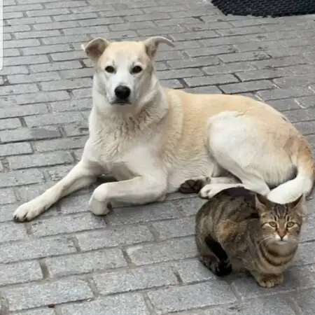 Çengelköy'nin yemek ve ambiyans fotoğrafları 2