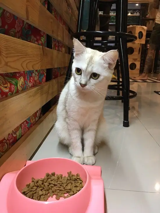 Gambar Makanan Cat Cafe Sanur 19