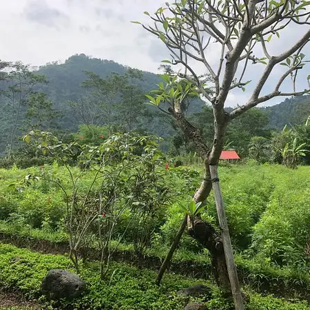 Gambar Makanan Lihat Sawah 12