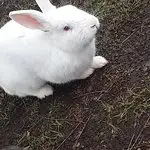 Hayal Bahcesi Ciftligi'nin yemek ve ambiyans fotoğrafları 5