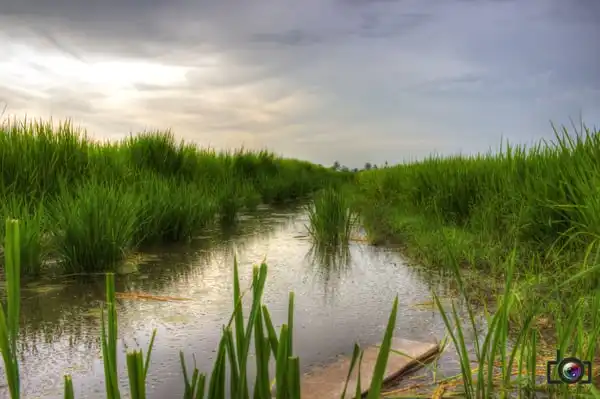 Paddy Field Sekinchan Food Photo 4