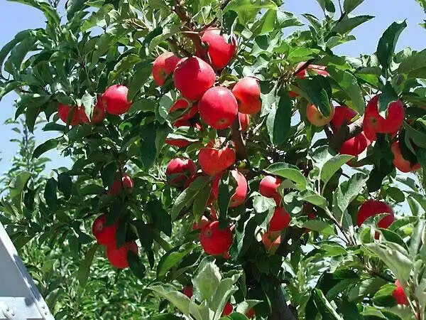 Cafe Gönül Durağı'nin yemek ve ambiyans fotoğrafları 18