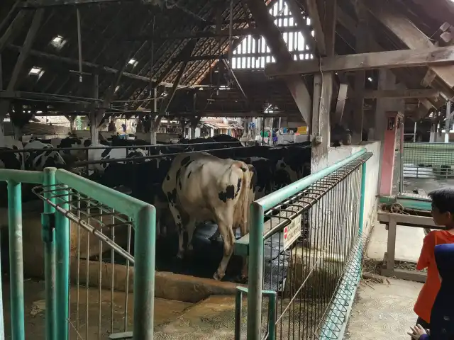 Gambar Makanan Susu Sapi Moeria 11