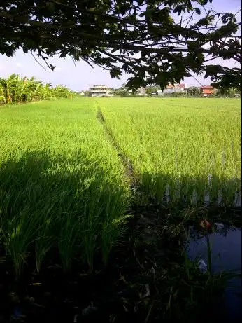 Warung Pojok Sawah - Taman Pondok Jati