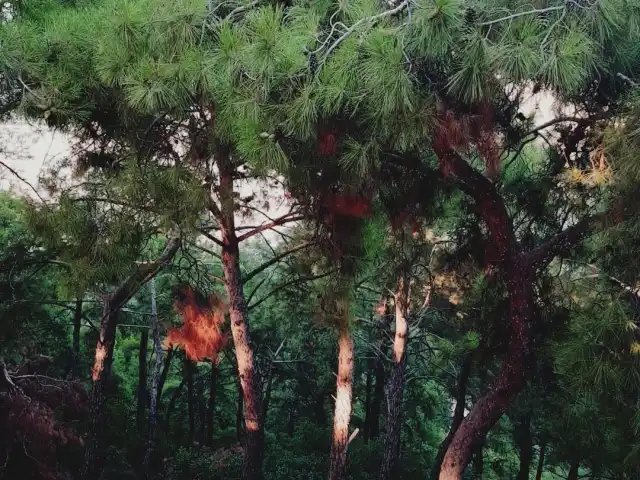 Teleferik Batı Cafe'nin yemek ve ambiyans fotoğrafları 10