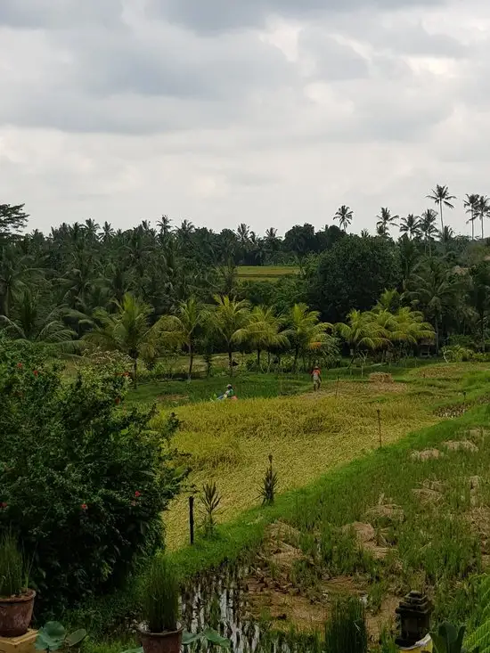 Gambar Makanan Mr. Wayan, Balinese Cuisine 7