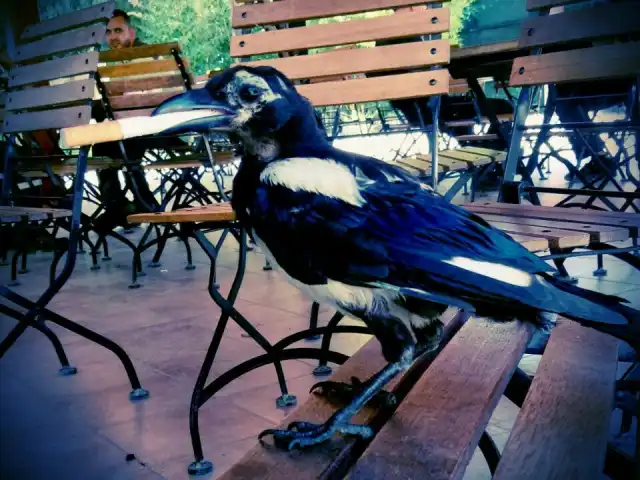 JTI Restaurant'nin yemek ve ambiyans fotoğrafları 3