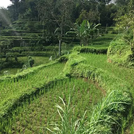 Gambar Makanan Oktavia Warung 17