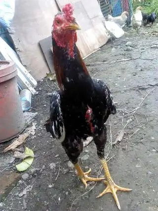 Ayam bambangan Food Photo 2