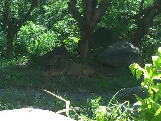 Gambar Makanan Tsavo Lion Restaurant 7