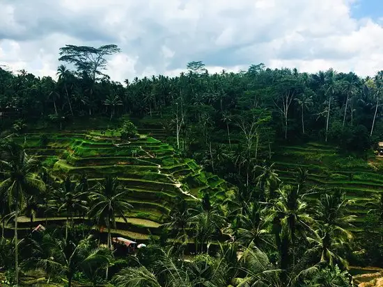 Gambar Makanan Rice Terrace Cafe 5