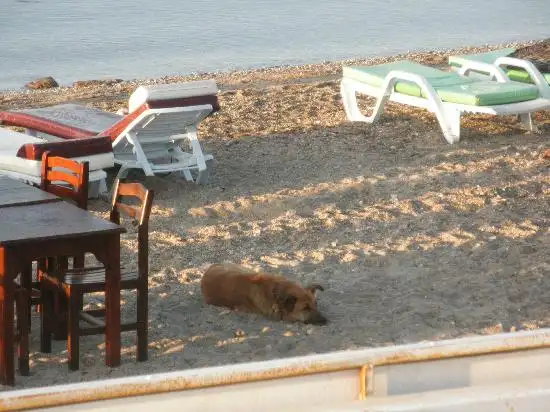 Balıkçının Yeri Restaurant'nin yemek ve ambiyans fotoğrafları 7