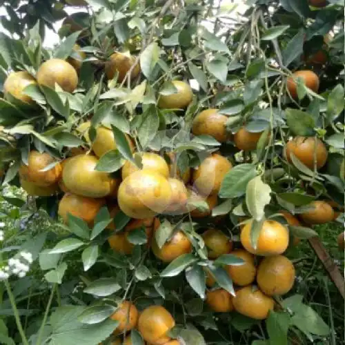 Gambar Makanan ES TEBU LEMON PEKAN BARU KOTA, Jalan Hangtuah Sumahilang 18