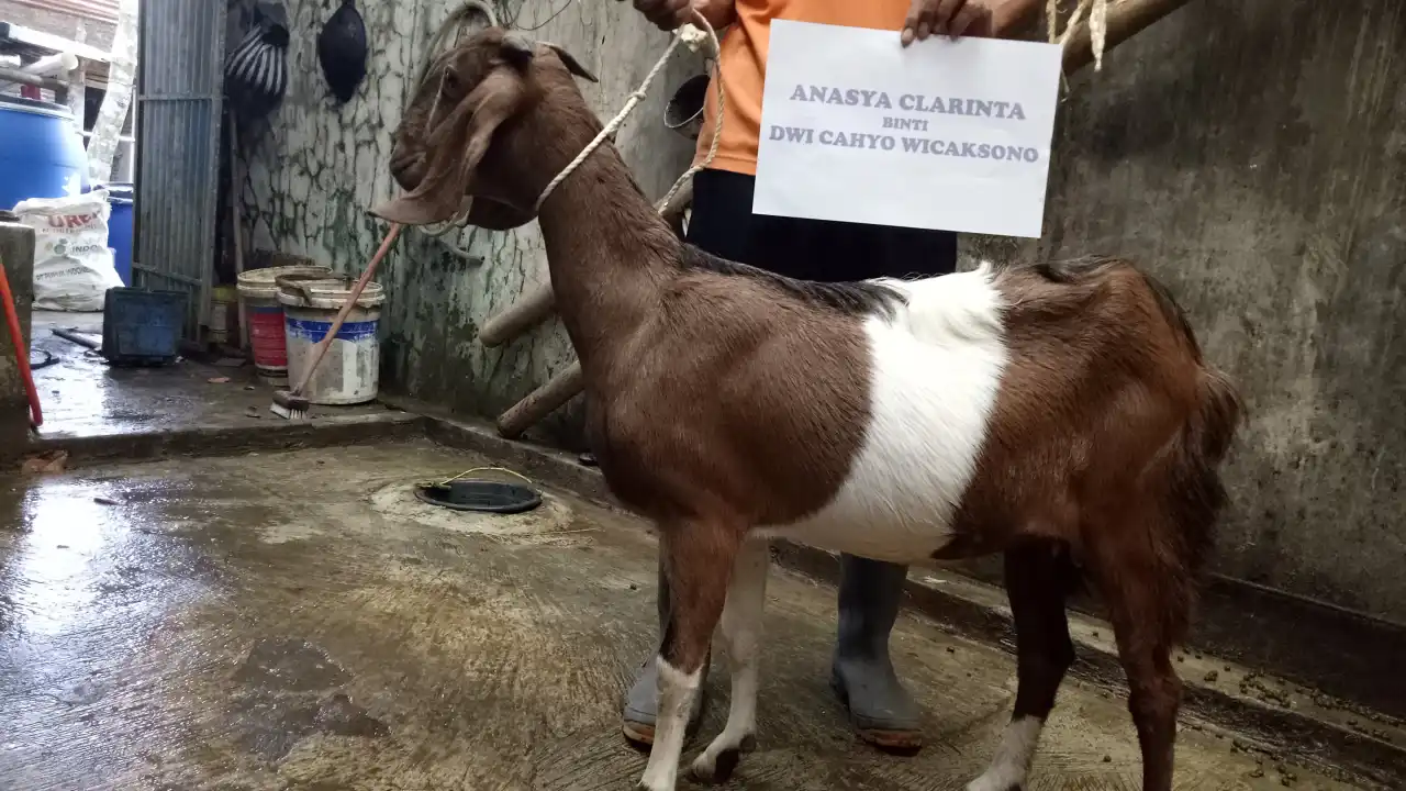 Barokah Aqiqah Purwokerto