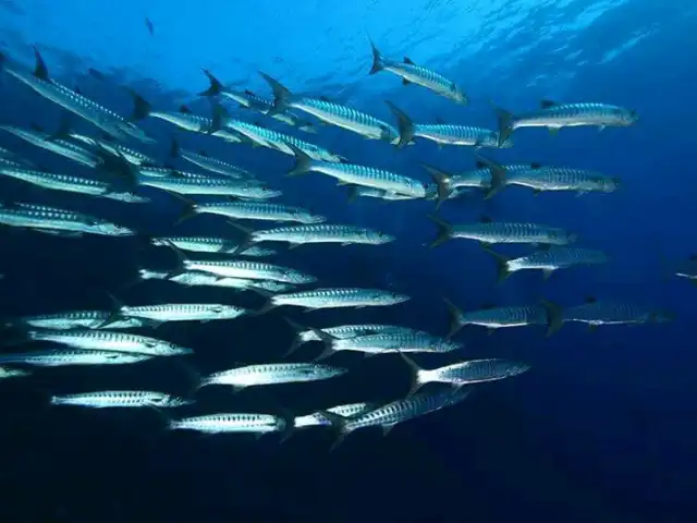 Sakalar Taş Ekmek ve Pasta