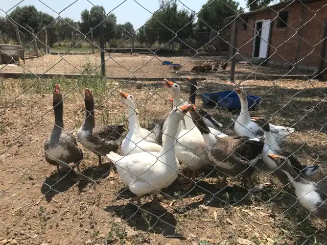 Kasap Hasan Değirmen Restoran 🍴'nin yemek ve ambiyans fotoğrafları 5