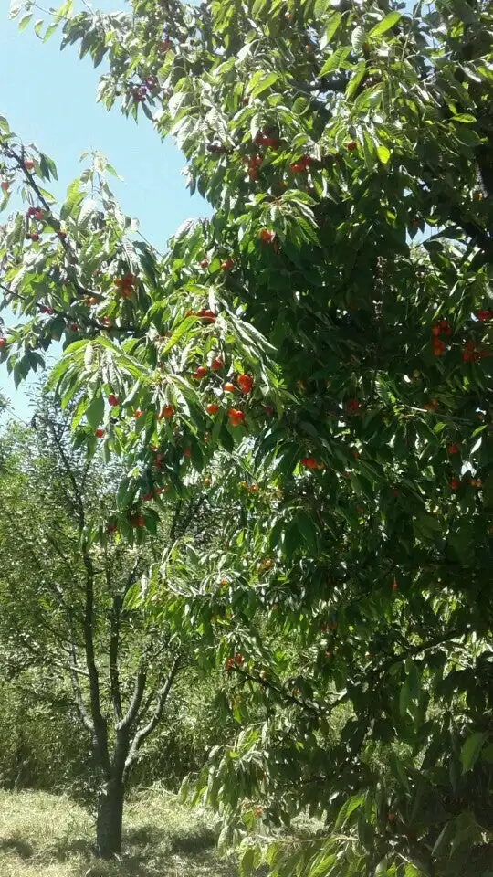 nazar cafe'nin yemek ve ambiyans fotoğrafları 4