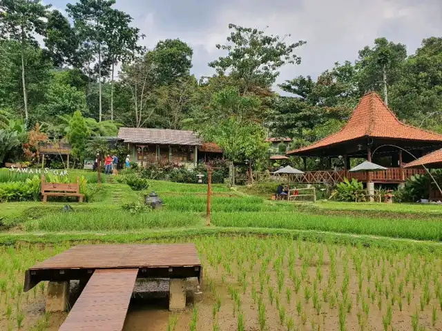 Gambar Makanan Sawah Segar Resto & Nursery 3