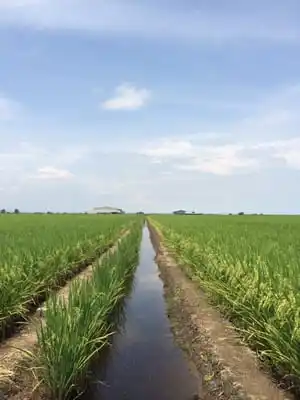 Paddy Field Sekinchan