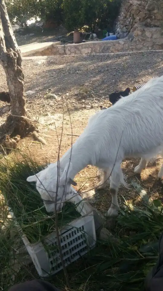 Adrasan Kasap Et Ve Tavuk Ürünleri'nin yemek ve ambiyans fotoğrafları 2