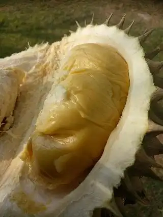 Wholesale Durian Queen Johor Food Photo 1