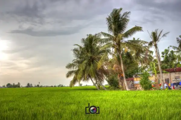 Paddy Field Sekinchan Food Photo 2