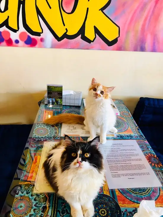 Gambar Makanan Cat Cafe Sanur 14