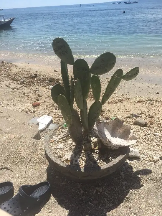 Gambar Makanan Orong Villages Beach Restaurant 19