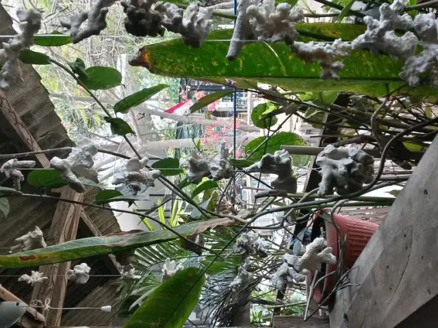 Gambar Makanan Warung Bambu Gili Air 9
